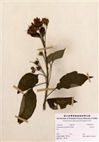 藏品(海州常山)的圖片